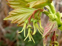 Attēlu rezultāti vaicājumam “Acer negundo female flower”