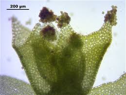 Attēlu rezultāti vaicājumam “Lophozia”