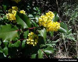 Attēlu rezultāti vaicājumam “Mahonia aquifolium”