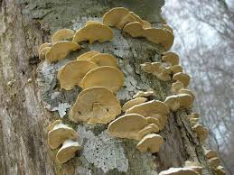 Attēlu rezultāti vaicājumam “Antrodia albida”