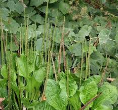 Attēlu rezultāti vaicājumam “Plantago major”