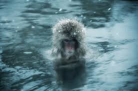 Amazing Snow Monkeys Photography by Ron Gessel - Amazing-Snow-Monkeys-Photograpy-by-Ron-Gessel15