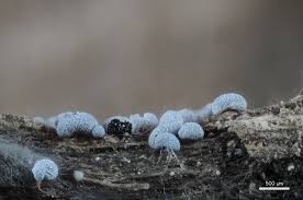 Attēlu rezultāti vaicājumam “Craterium aureonucleatum”