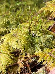 Attēlu rezultāti vaicājumam “Hylocomium splendens sporophyte”