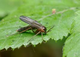 Attēlu rezultāti vaicājumam “Mycetophilidae”