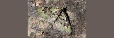 Attēlu rezultāti vaicājumam “Chloroclystis v-ata”