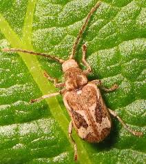 Attēlu rezultāti vaicājumam “Anobiidae”