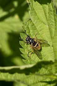 Attēlu rezultāti vaicājumam “Temnostoma vespiforme”