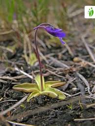 Attēlu rezultāti vaicājumam “Pinguicula vulgaris”