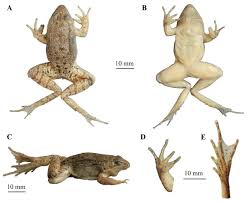 Attēlu rezultāti vaicājumam “Ranidae”