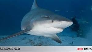 Image result for Carcharhinus leucas