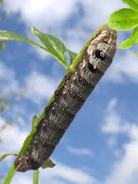 Attēlu rezultāti vaicājumam “Deilephila porcellus”