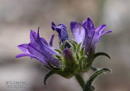 Image result for Campanula lingulata