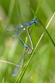 Attēlu rezultāti vaicājumam “Coenagrion pulchellum”