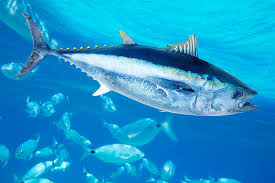Image result for giant tuna