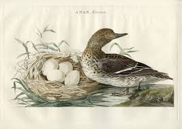 Attēlu rezultāti vaicājumam “Anas crecca”