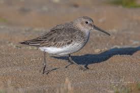 Attēlu rezultāti vaicājumam “Calidris alpina adult”