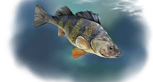 Attēlu rezultāti vaicājumam “Perca fluviatilis”