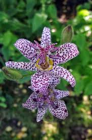 Image result for Tricyrtis `Black Beauty`