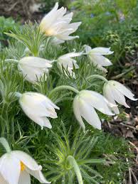 Attēlu rezultāti vaicājumam “Pulsatilla pratensis leaf”