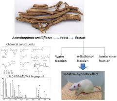 Attēlu rezultāti vaicājumam “Eleutherococcus sessiliflorus”