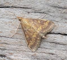 Attēlu rezultāti vaicājumam “Ostrinia nubilalis”