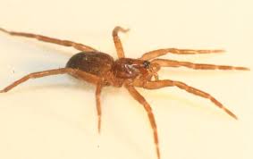 Attēlu rezultāti vaicājumam “Agroeca brunnea”