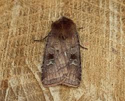 Attēlu rezultāti vaicājumam “Diarsia florida”