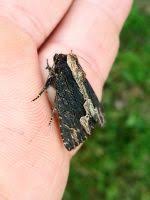 Attēlu rezultāti vaicājumam “Dypterygia scabriuscula”