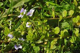 Attēlu rezultāti vaicājumam “Veronica filiformis”