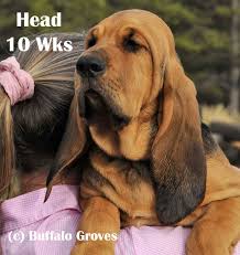 Image result for Carlisle BloodHounds