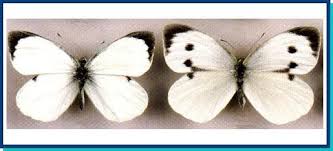 Attēlu rezultāti vaicājumam “Pieris brassicae female”