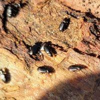 Attēlu rezultāti vaicājumam “Tachyta nana”