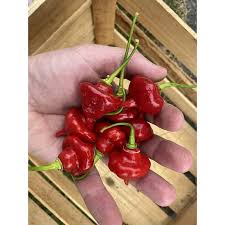 Afbeeldingsresultaat voor aji dulce sweet pepper