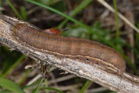 Attēlu rezultāti vaicājumam “Agrochola litura”