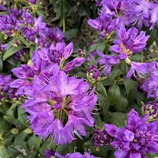 Attēlu rezultāti vaicājumam “Rhododendron catawbiense”