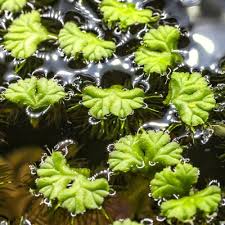 Attēlu rezultāti vaicājumam “Ricciocarpos natans”