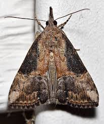 Attēlu rezultāti vaicājumam “Hypatima rhomboidella”