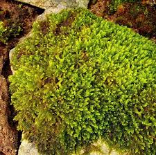 Attēlu rezultāti vaicājumam “Hypnum cupressiforme sporophyte”