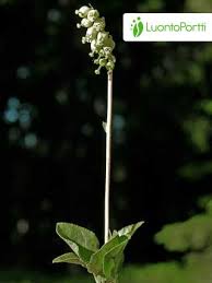 Attēlu rezultāti vaicājumam “Orthilia secunda fruit”