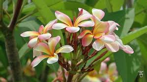 Attēlu rezultāti vaicājumam “Apocynaceae”