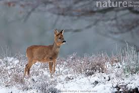 Attēlu rezultāti vaicājumam “Capreolus capreolus”