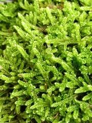 Attēlu rezultāti vaicājumam “Hypnum cupressiforme var. lacunosum sporophyte”