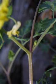 Attēlu rezultāti vaicājumam “Corydalis intermedia fruit”