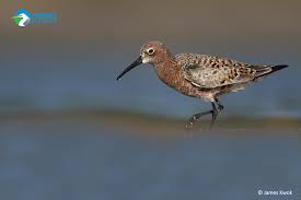 Attēlu rezultāti vaicājumam “Calidris ferruginea adult”