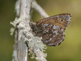 Attēlu rezultāti vaicājumam “Oeneis jutta”