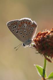 Attēlu rezultāti vaicājumam “Aricia artaxerxes”