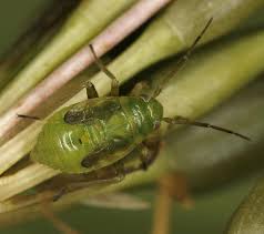 Attēlu rezultāti vaicājumam “Orthops basalis”