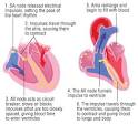 Cardiac Arrhythmias Guide: Causes, Symptoms and Treatment Options