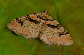 Attēlu rezultāti vaicājumam “Catarhoe rubidata”